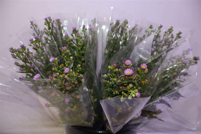 <h4>Aster Painted Lady</h4>