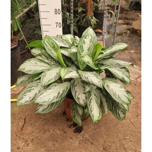 Aglaonema  'Silver Bay'