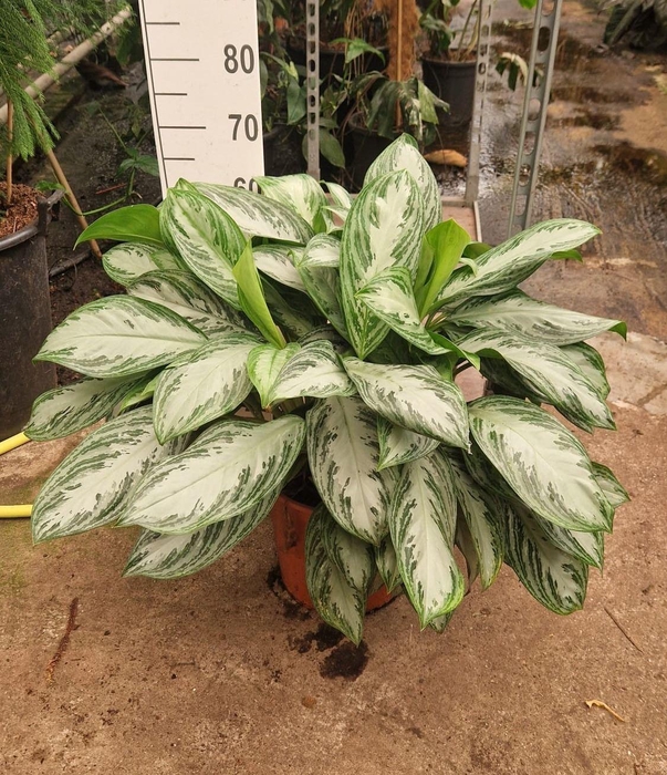 <h4>Aglaonema  'Silver Bay'</h4>