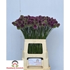 Allium Sphaerocephal (kogel)