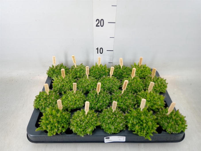 <h4>Hylocereus undatus</h4>