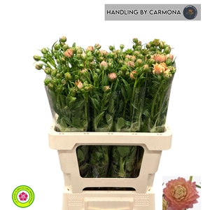 RAN N MODERN RIVIERA