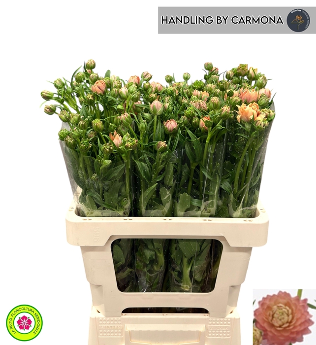 <h4>RAN N MODERN RIVIERA</h4>