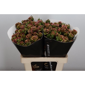 Wax-Rozen Wax Tros Classic Olive