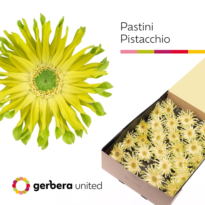 <h4>Gerbera Pastini Pistacchio Doos</h4>