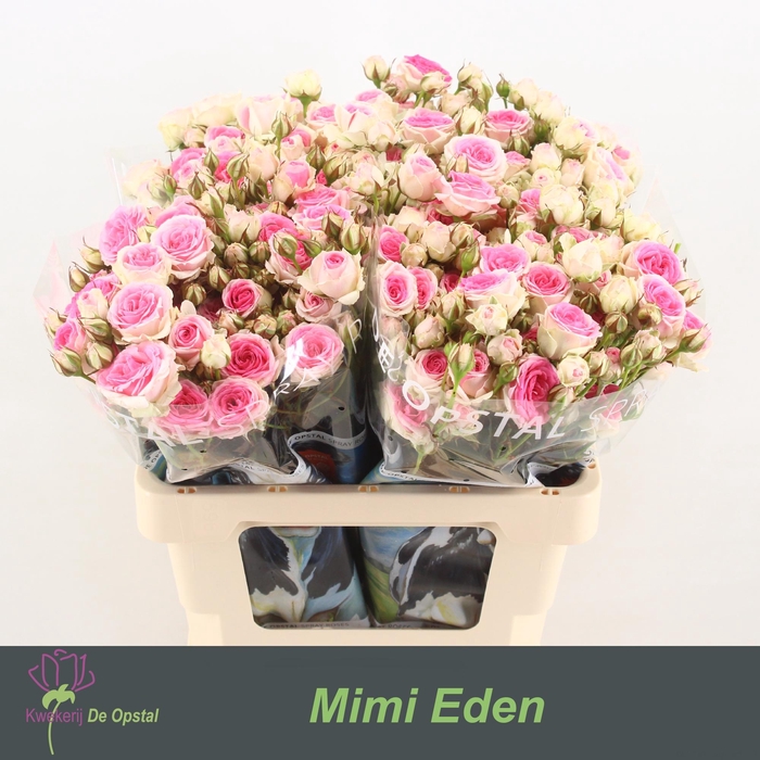 <h4>Rosa spray mimi eden</h4>