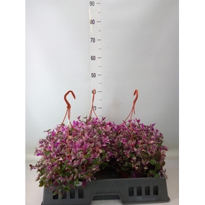 Tradescantia flum. 'Quadricolor'