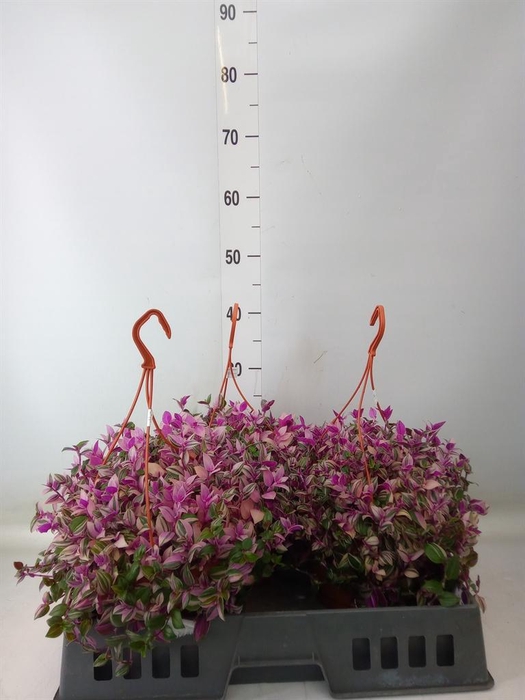 <h4>Tradescantia flum. 'Quadricolor'</h4>