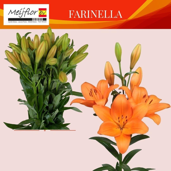 <h4>LI LA FARINELLA</h4>