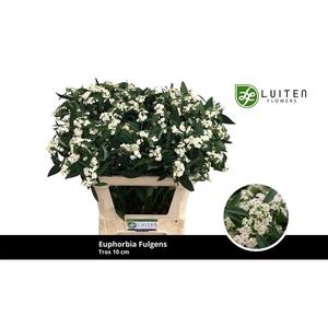 Euph F T Quicksilver