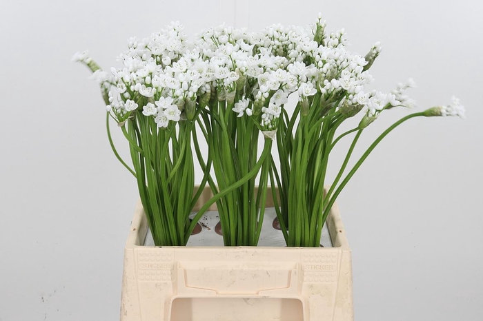 <h4>Allium Flocon</h4>