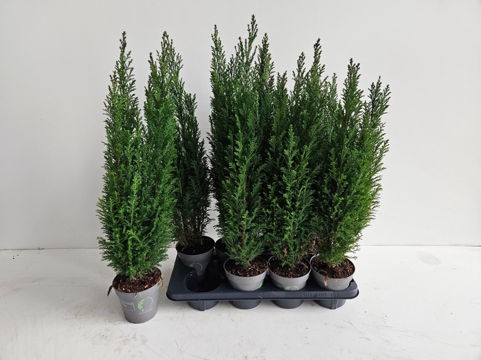 <h4>CHAM L ELLWOODII</h4>