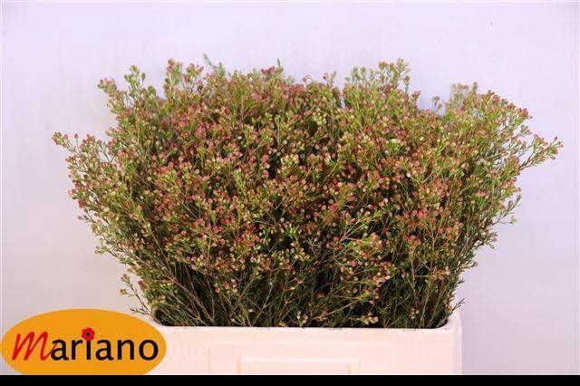 <h4>CHAME BLONDIE</h4>