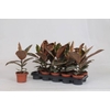 Ficus elastica Belize 14Ø 40cm 3pp
