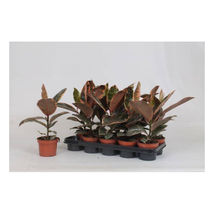 <h4>Ficus elastica Belize 14Ø 40cm 3pp</h4>