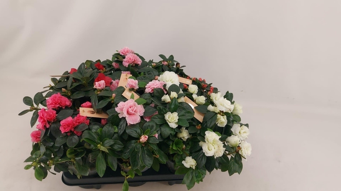 <h4>RHODO SI GEM</h4>