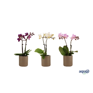 Joyce Tiny Dolls Mix 2T10+ Aqu@