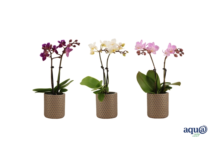 <h4>Joyce Tiny Dolls Mix 2T10+ Aqu@</h4>