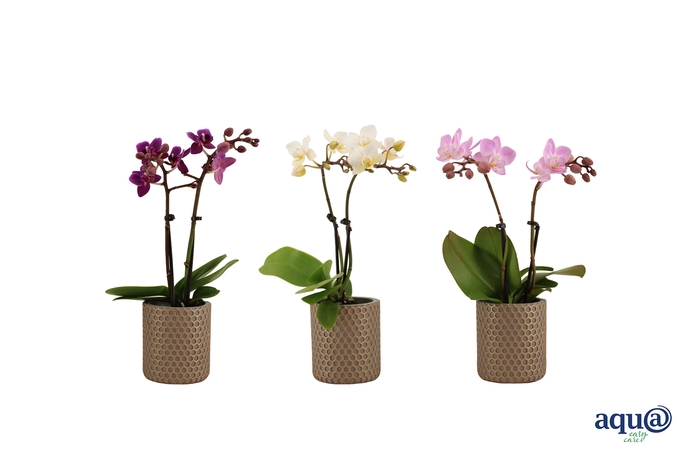 <h4>Joyce Tiny Dolls Mix 2T10+ Aqu@</h4>