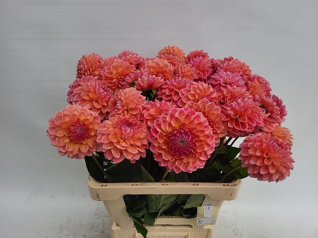 <h4>DAHL LINDAS BABY</h4>