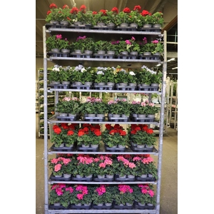 Pel Zon Mixk 1 Kleur Per Tray