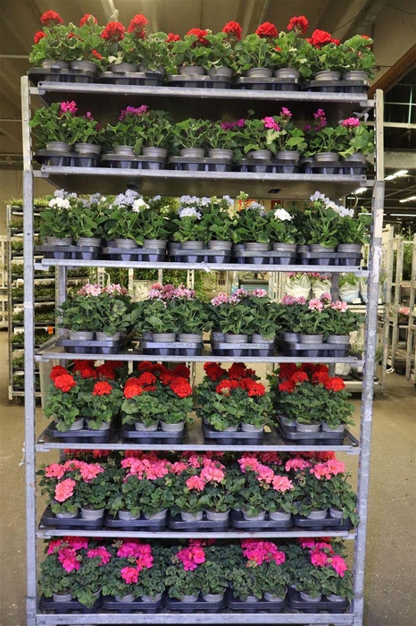 <h4>Pel Zon Mixk 1 Kleur Per Tray</h4>