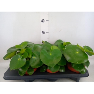 Peperomia polybotrya 'Raindrop'