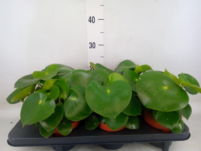 <h4>Peperomia polybotrya 'Raindrop'</h4>
