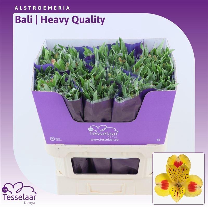 <h4>Alstroemeria Bali | Heavy Quality</h4>