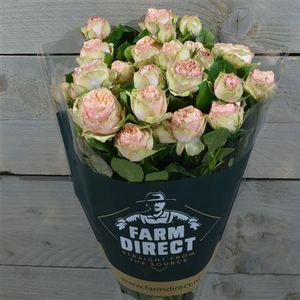 R Tr Gentle Trendsetter