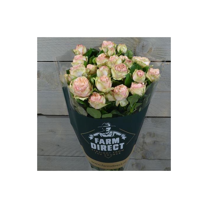 <h4>R Tr Gentle Trendsetter</h4>