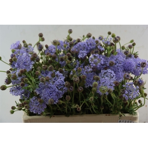 Didiscus Lavender