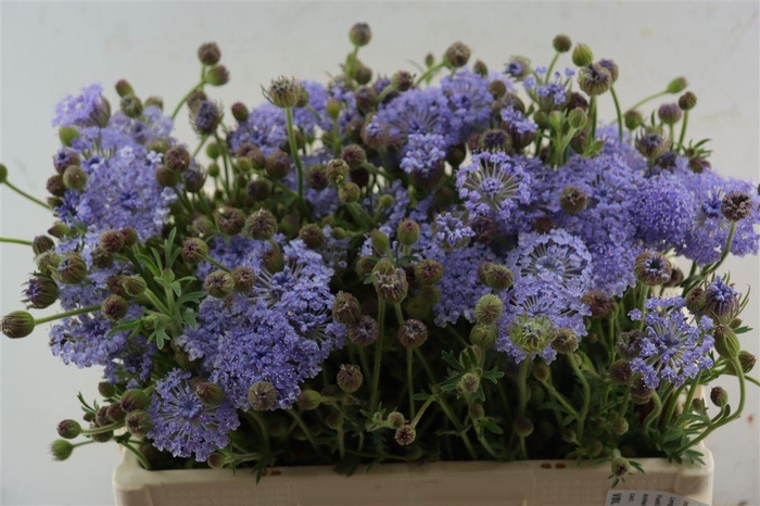 <h4>Didiscus Lavender</h4>