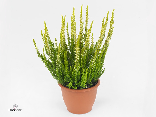 Calluna vulg. 'Beauty L Agneta'