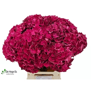 HYDR M MAG PINK RUBY