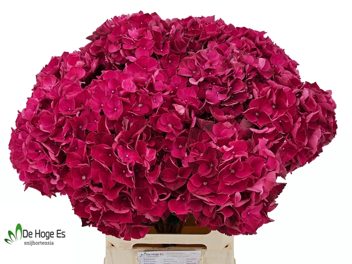<h4>HYDR M MAG PINK RUBY</h4>