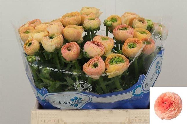 <h4>RAN SU TUAREG</h4>