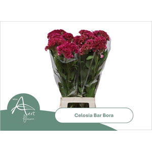 CEL C BAR BORA