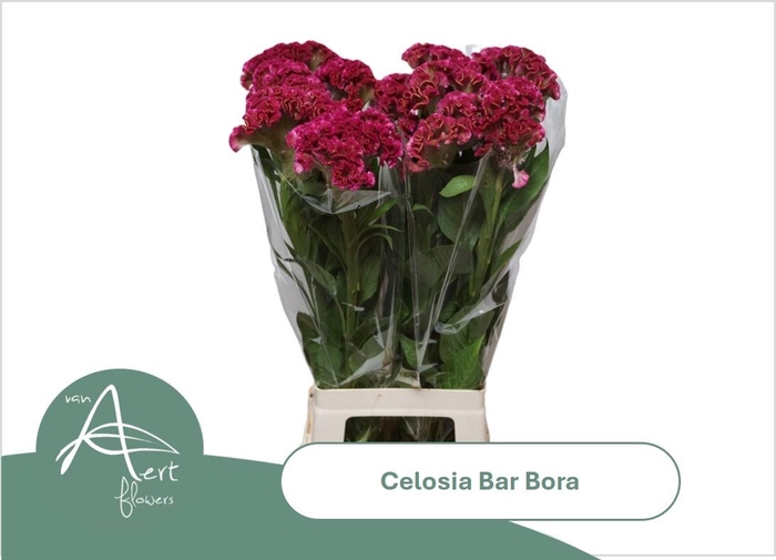 <h4>CEL C BAR BORA</h4>