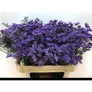 LIM MAINE BLUE 75/55GR ANGEBOT