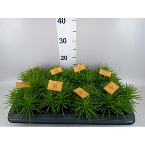 Senecio archeri 'Himalaya'