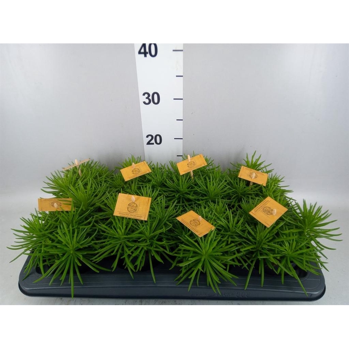 <h4>Senecio archeri 'Himalaya'</h4>