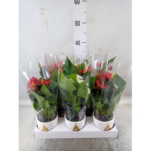 Anthurium   ...mix