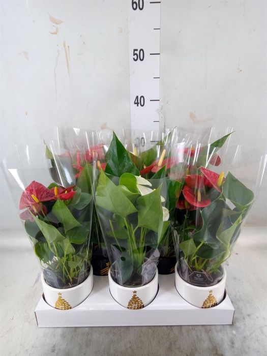 <h4>Anthurium   ...mix</h4>