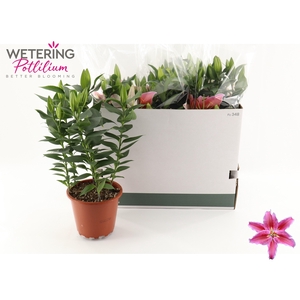 LIL OR SUN MARTINIQU