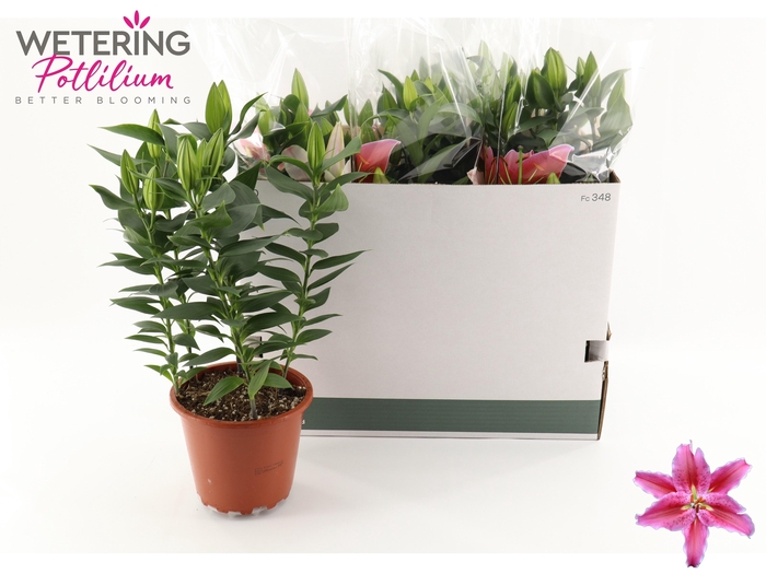 <h4>LIL OR SUN MARTINIQU</h4>