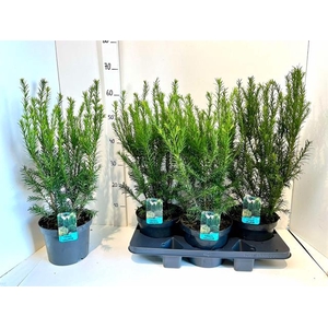 TAXUS BACCATA OV