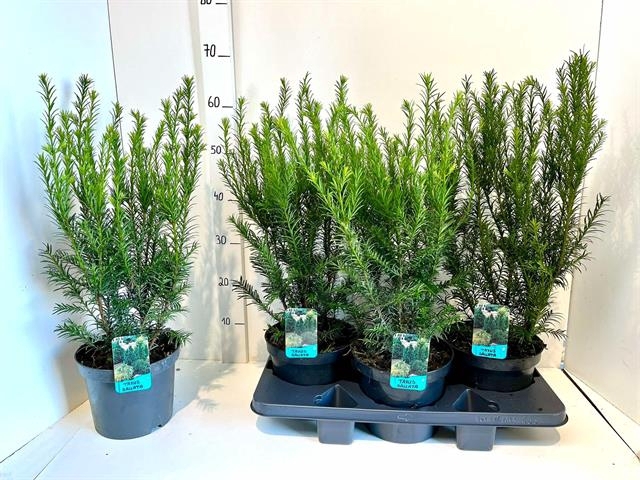 TAXUS BACCATA OV