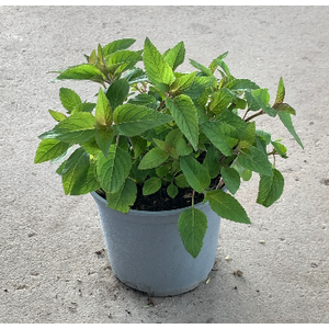 Salvia overig