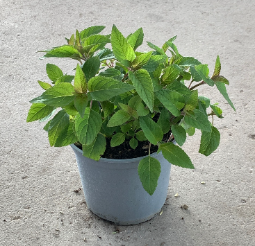 <h4>Salvia overig</h4>